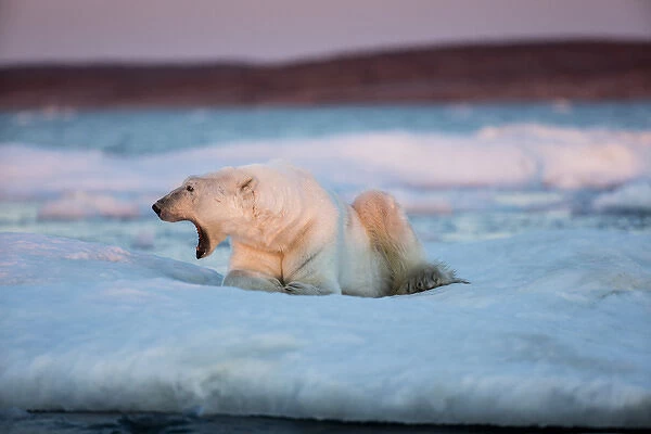 Canada, Nunavut Territory, Adult male Polar Bear (Ursus maritimus) yawns while resting