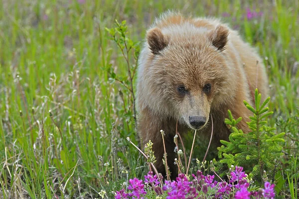 Canada, Yukon. Grizzly bear close-up