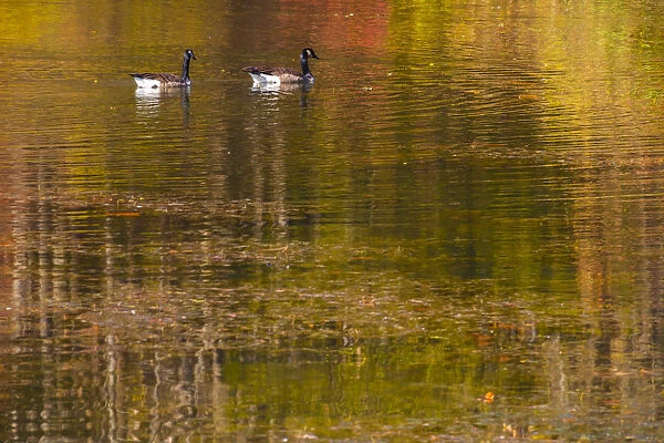 Canadian geese with colorful Fall reflection in lake water