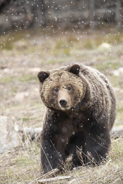 close-up. Grizzly bear sow in spring snowfall. Credit as