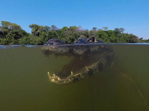 Close-up underwater portrait of a yacare caiman, Caiman yacare, in the Rio Claro, Pantanal, Mato Grosso, Brazil