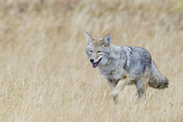Coyote in autumn mountain meadow