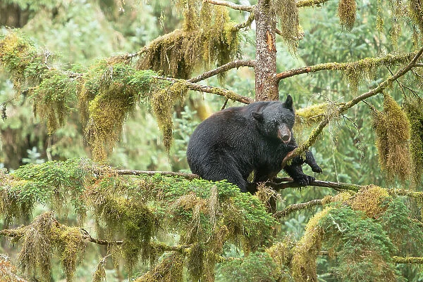 Cub resting in a tree to escape male bears, which could kill it
