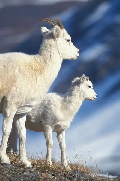 dall sheep, Ovis dalli, ewe and lamb on a hillside, North Slope of the Brooks Range