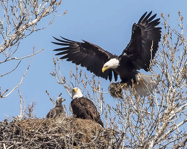 Eagle continues to build nest