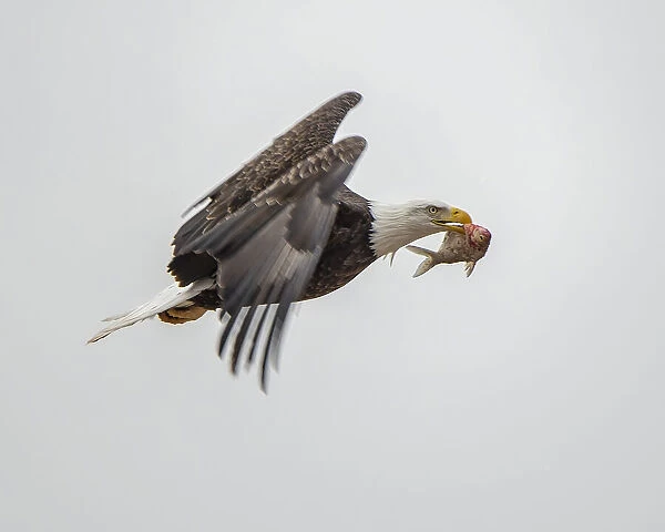 Eagle after food