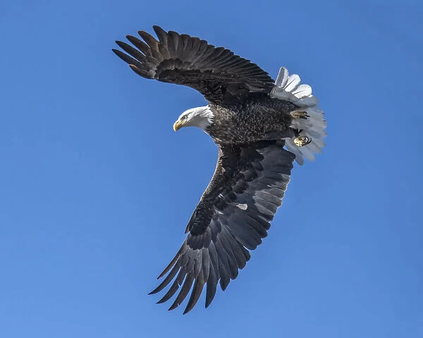 Eagle with talons preparing for a prey grab