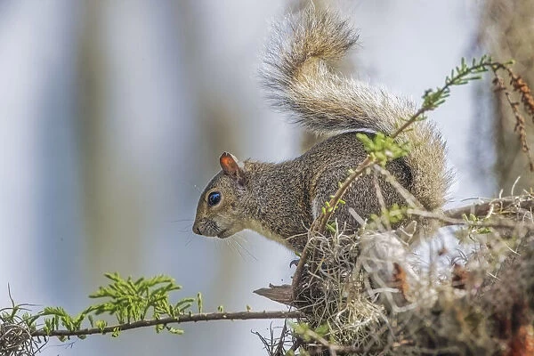 Eastern gray squirrel, Circle B Ranch, Florida