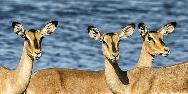 Etosha National Park, Namibia, Africa. Three Black-faced Impala near a waterhole