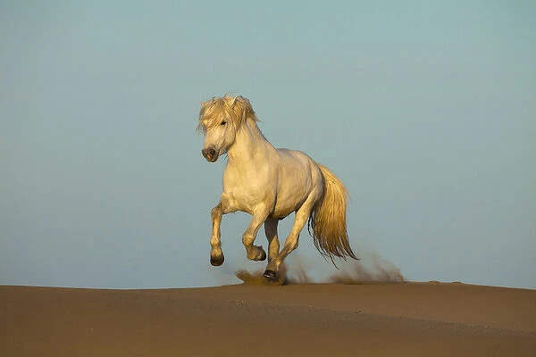 Europe, France, Provence. White Camargue horse running in sand