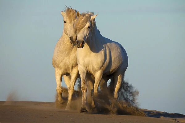Europe, France, Provence. Two white Camargue horses trotting in sand