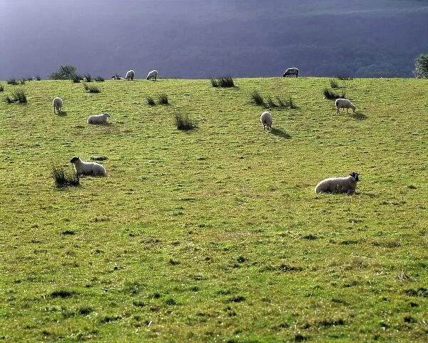 Europe, Ireland, Ballyshannon. Sheep may safely graze on the green hills of Ballyshannon