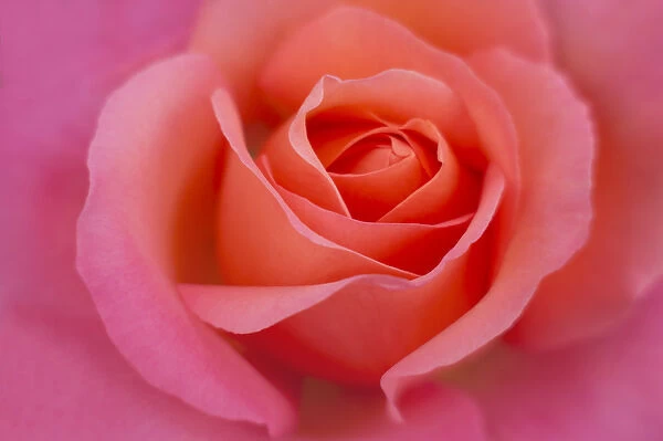 Europe, Ireland. Detail of pink rose. Credit as: Kathleen Clemons  /  Jaynes Gallery  /  DanitaDelimont