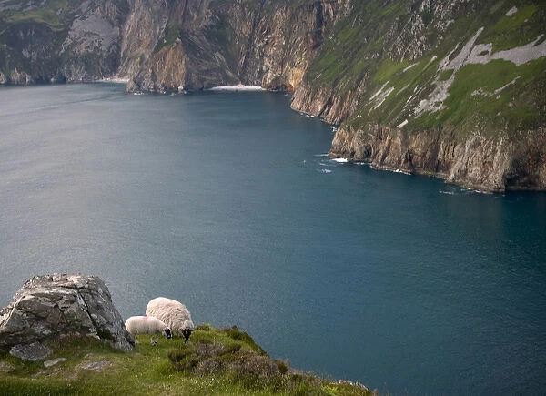 Europe, Ireland, Slieve League. Mother and baby sheep on steep cliffs. Credit as