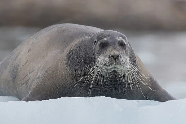Europe, Norway, Svalbard. Bearded seal rests on sea ice