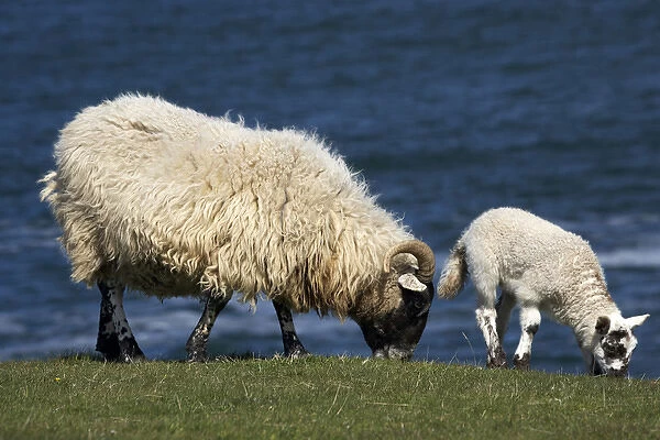 Ewe and lamb, Northumberland, England, United Kingdom