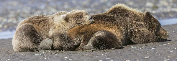 Female grizzly bear with second year cub sleeping on her back, Lake Clark National Park and Preserve, Alaska