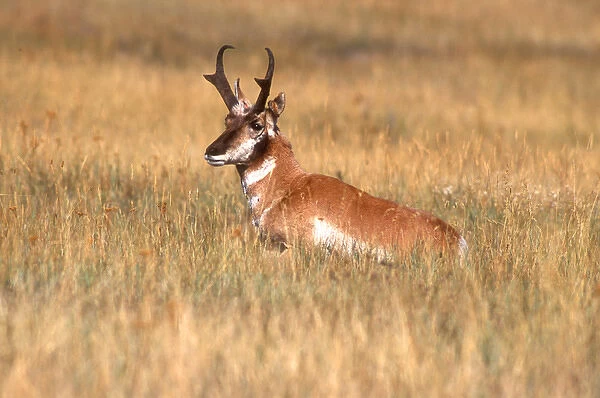 A female pronghorn or antelope laying down in a grassy field