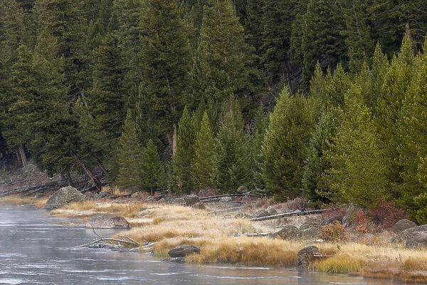 Frost on autumn colors on bank of Madison River, Yellowstone National Park, Wyoming