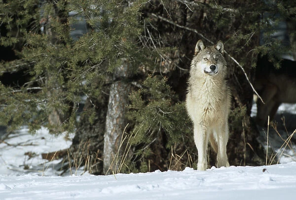 Gray Wolf (Canis lupis) in winter looking out through trees, MT (Captive Animal)