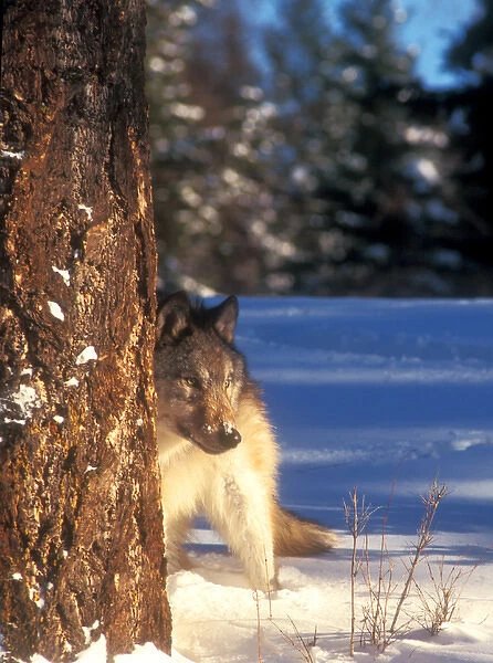 A gray wolf (canis lupus) on the alert behind a tree in snow