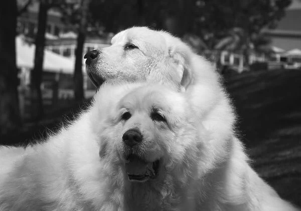 Great Pyrenees at the park