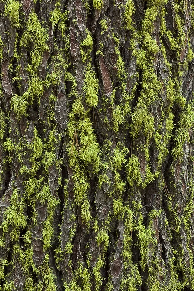 Green lichen growing on ancient giant sequoias, Yosemite National Park, California
