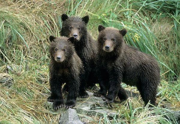 Three Grizzly Bear Cubs or Coys (Cub of the Year) Sitting on a Grassy Slope, U. S