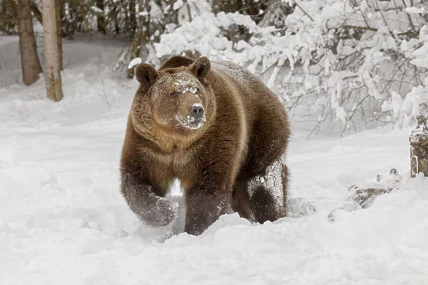 Grizzly bear in deep winter snow, Ursus arctic, controlled situation, Montana