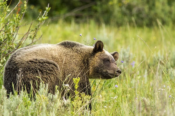 Grizzly bear sow in Grand Teton National Park, Wyoming, USA
