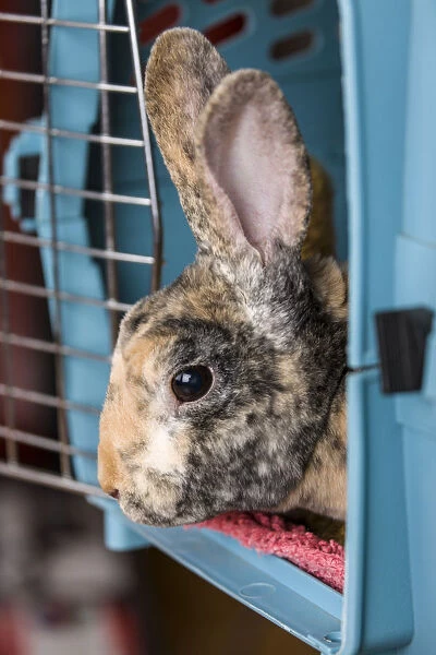 Harlequin Mini Rex pet rabbit in a pet carrier
