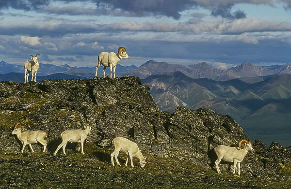 Herd of Dall Rams and Ewes graze on ridge, Denali National Park, Alaska