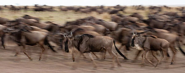 A herd of migrating wildebeests, Connochaetes taurinus, running. Masai Mara National Reserve, Kenya
