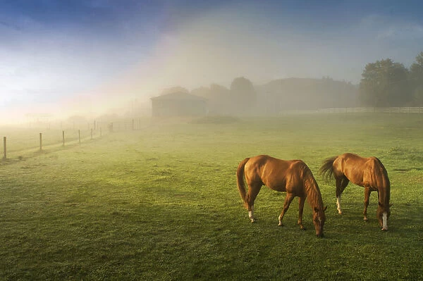 Horses in pasture, Michigan