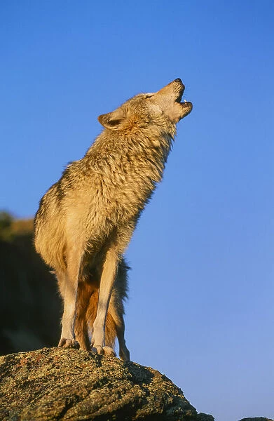 Howling Gray Wolf, Montana