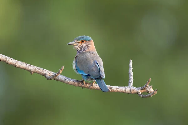 India, Madhya Pradesh, Kanha National Park. Portrait of an Indian roller perched on a