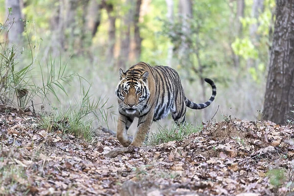India, Madhya Pradesh, Kanha National Park. A young male Bengal tiger walks out of the