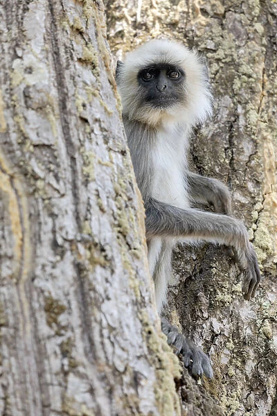 India, Madhya Pradesh, Kanha National Park. A langur rests in the trees