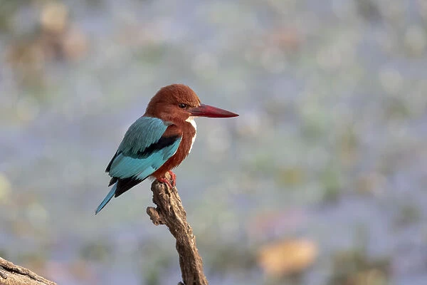 India, Madhya Pradesh, Kanha National Park. Portrait of a white-throated kingfisher