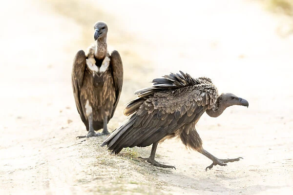 India, Madhya Pradesh, Kanha National Park. Two Indian vultures sit in the road next to a