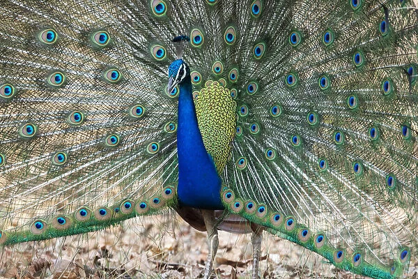 India, Madhya Pradesh, Kanha National Park. An male Indian peafowl displays his brilliant