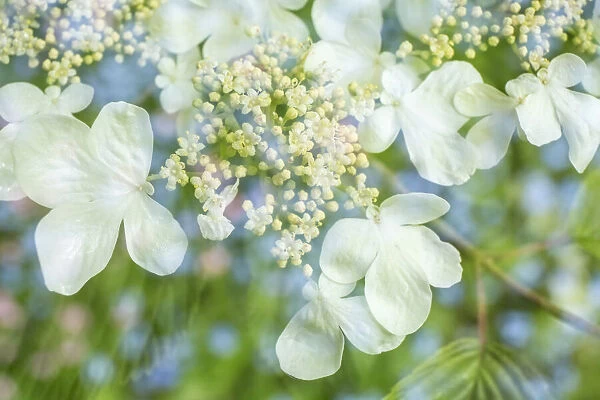 Issaquah, Washington, USA. Floral double exposure of Doublefile Viburnum blossoms