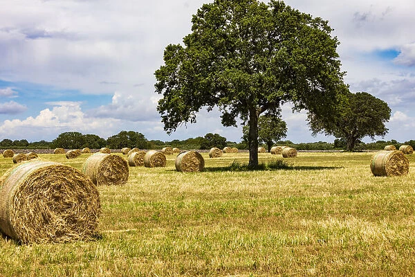 Italy, Apulia, Metropolitan City of Bari, Gioia del Colle. Bales of hay in a field