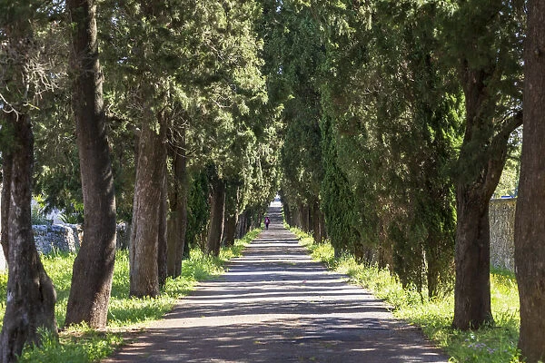 Italy, Apulia, Metropolitan City of Bari, Locorotondo. Tree-lined walkway