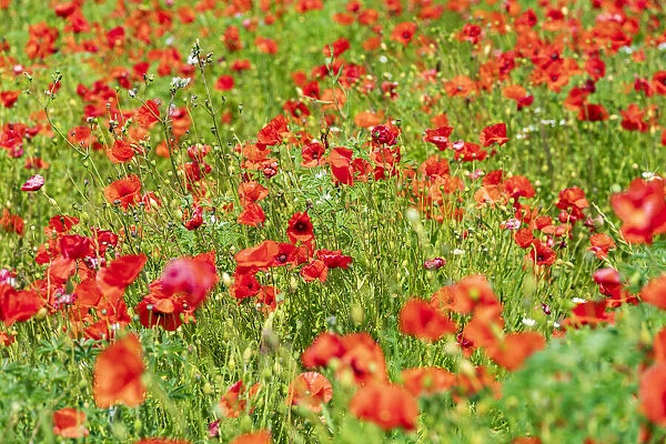 Italy, Apulia, Metropolitan City of Bari, Locorotondo. Field of poppies