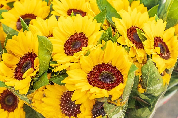Italy, Apulia, Metropolitan City of Bari, Locorotondo. Sunflowers for sale in an outdoor