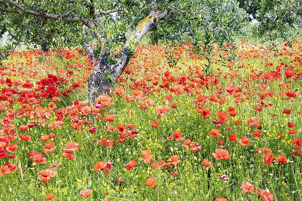 Italy, Apulia, Province of Bari. Countryside with poppies and olive trees
