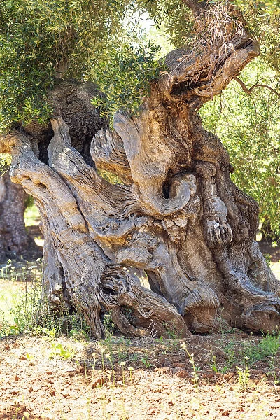 Italy, Apulia, Province of Brindisi, Ostuni. Huge ancient olive tree