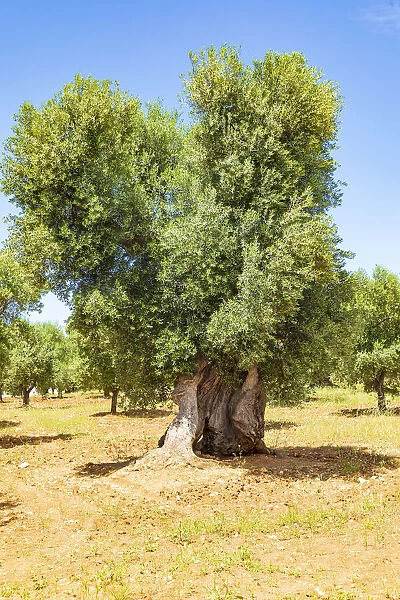 Italy, Apulia, Province of Brindisi, Ostuni. Huge ancient olive tree