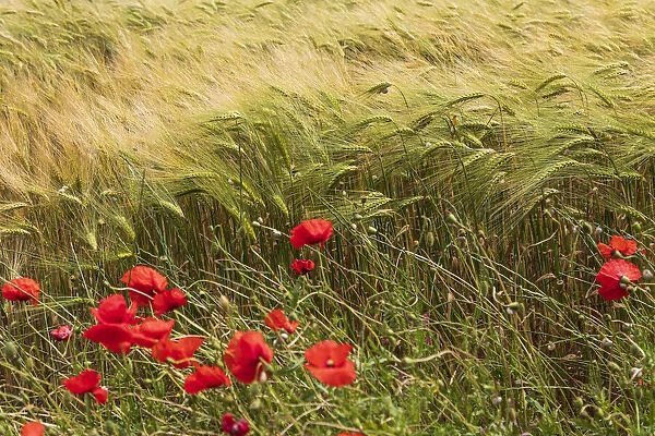 Italy, Apulia, Province of Taranto, Laterza. Field of barley with poppies